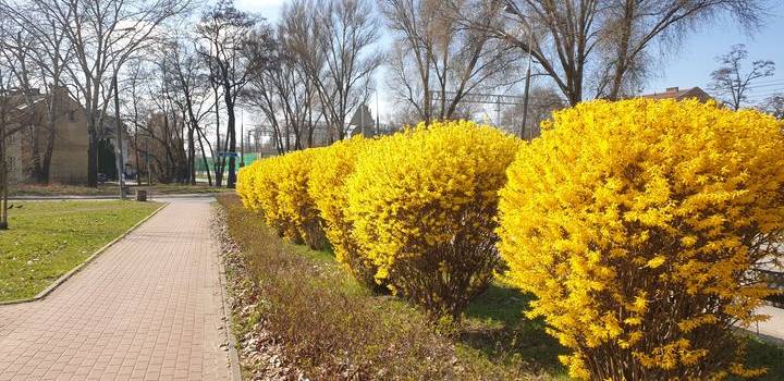 Wiosna w Piastowie
